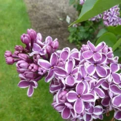 Syringa Vulgaris Sensation -Future Forests Syringa vulgaris Sensation 05