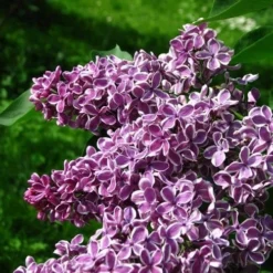 Syringa Vulgaris Sensation -Future Forests Syringa vulgaris Sensation 07