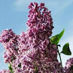 Syringa Vulgaris Sensation -Future Forests Syringa vulgaris Sensation 09