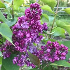 Syringa Vulgaris Prince Wolkonsky -Future Forests Syringa vulgaris Prince Wolkonsky02