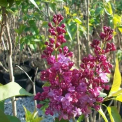 Syringa Vulgaris Prince Wolkonsky -Future Forests Syringa vulgaris Prince Wolkonsky04