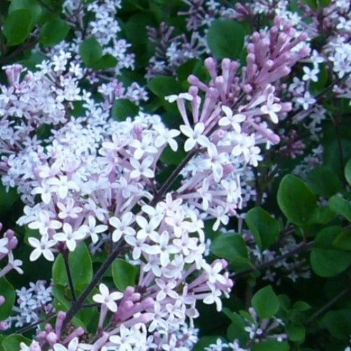 Syringa Meyeri Palibin 2 Syringa Meyeri Palibin - Image 2