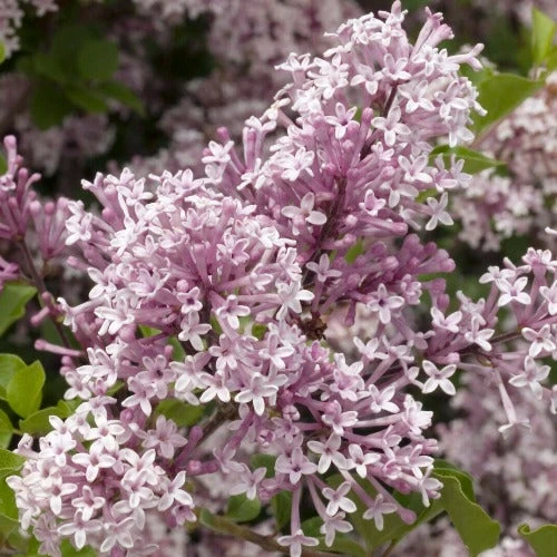 Syringa Meyeri Josee 1 Syringa Meyeri Josee