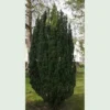 Taxus Baccata Fastigiata