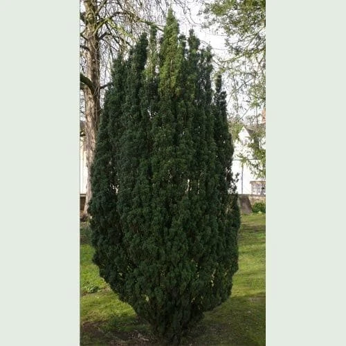 Taxus Baccata Fastigiata 1 Taxus Baccata Fastigiata