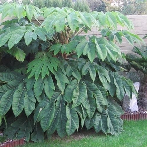Tetrapanax Papyrifer Rex 1 Tetrapanax Papyrifer Rex