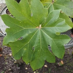 Tetrapanax Papyrifer Rex 6 Tetrapanax Papyrifer Rex -Future Forests Tetrapanax papifera Rex FF 1