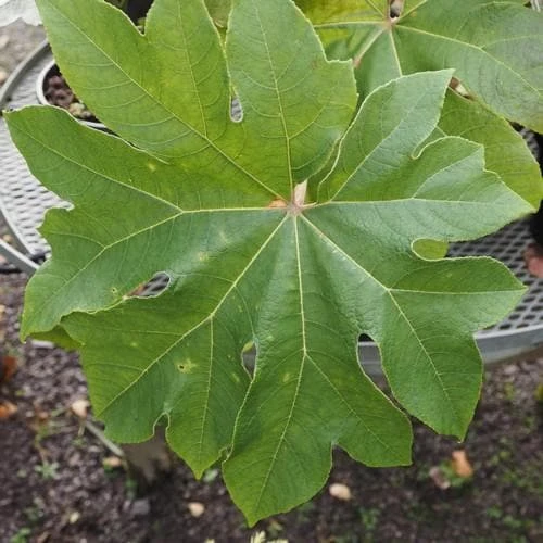 Tetrapanax Papyrifer Rex 3 Tetrapanax Papyrifer Rex - Image 3