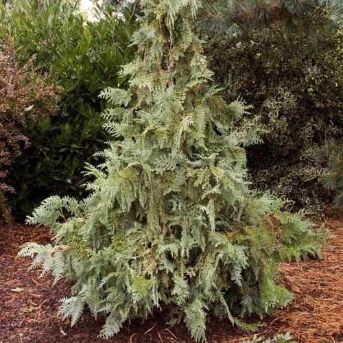 Thuja Koraiensis - Korean Arbor Vitae 1 Thuja Koraiensis - Korean Arbor Vitae