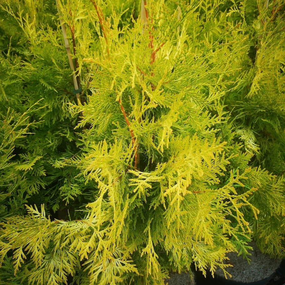 Thuja Occidentalis Sunkist 1 Thuja Occidentalis Sunkist
