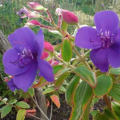 Tibouchina Urvilleana 2 Tibouchina Urvilleana - Image 2