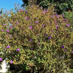 Tibouchina Urvilleana 7 Tibouchina Urvilleana -Future Forests Tibouchina urvilleana 3