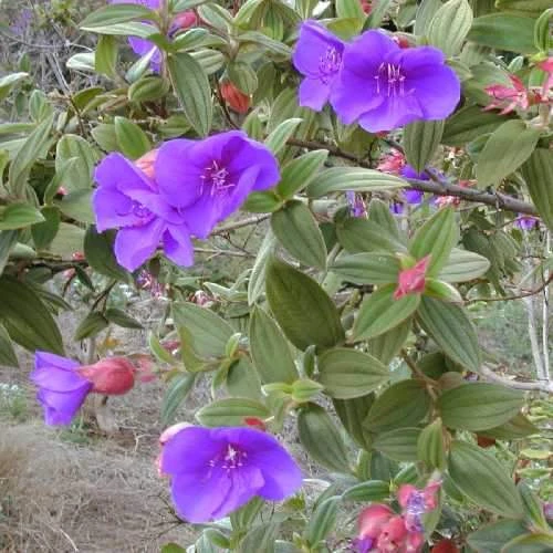 Tibouchina Urvilleana 1 Tibouchina Urvilleana