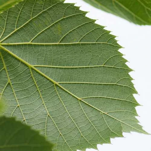 Tilia Americana American Sentry 2 Tilia Americana American Sentry - Image 2
