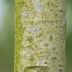 Tilia Americana American Sentry 7 Tilia Americana American Sentry -Future Forests Tilia americana American Sentry 03x