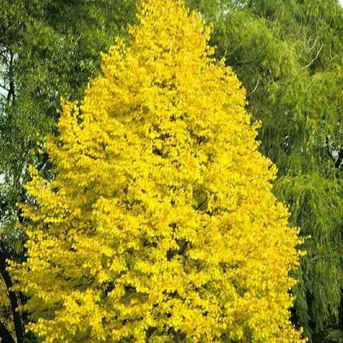 Tilia Cordata Greenspire 2 Tilia Cordata Greenspire - Image 2