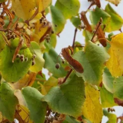 Tilia Cordata Greenspire 9 Tilia Cordata Greenspire -Future Forests Tilia cordata Green Spire 04x