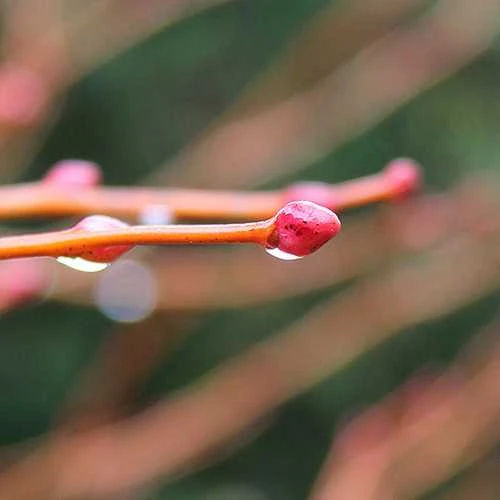 Tilia Cordata Winter Orange 1 Tilia Cordata Winter Orange