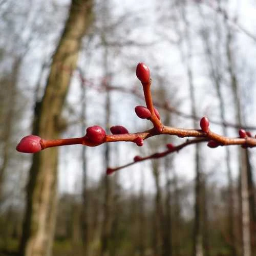 Tilia Cordata Winter Orange 2 Tilia Cordata Winter Orange - Image 2
