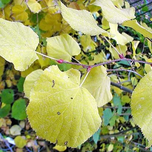 Tilia Cordata Winter Orange 3 Tilia Cordata Winter Orange - Image 3