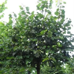 Tilia Cordata Winter Orange 7 Tilia Cordata Winter Orange -Future Forests Tilia cordata Winter Orange 06