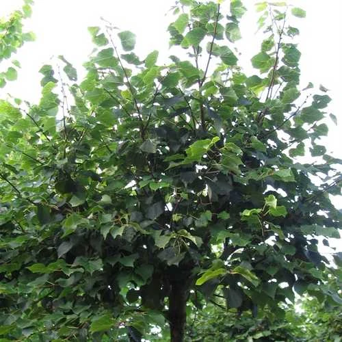 Tilia Cordata Winter Orange 4 Tilia Cordata Winter Orange - Image 4