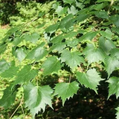 Tilia Mongolica -Future Forests Tilia mongolica 03