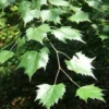 Tilia Mongolica