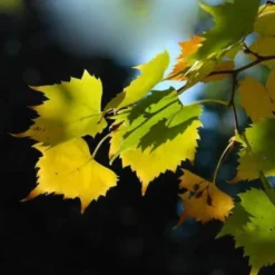 Tilia Mongolica -Future Forests Tilia mongolica 05