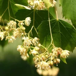 Tilia Mongolica -Future Forests Tilia mongolica 06x