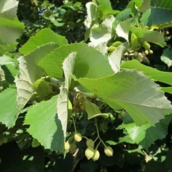 Tilia Tomentosa 'pendula', - Weeping Lime -Future Forests Tilia petiolaris 05