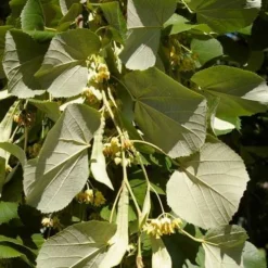 Tilia Tomentosa 'pendula', - Weeping Lime -Future Forests Tilia petiolaris 06