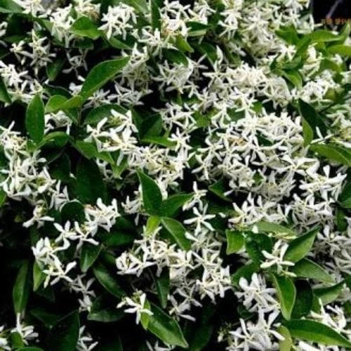 Trachelospermum Asiaticum Majus 2 Trachelospermum Asiaticum Majus - Image 2