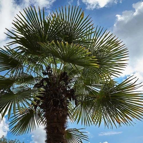 Trachycarpus Fortuneii 3 Trachycarpus Fortuneii - Image 3