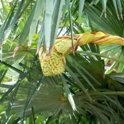 Trachycarpus Fortuneii 11 Trachycarpus Fortuneii -Future Forests Trachycarpus fortuneii 06