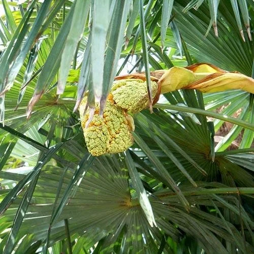 Trachycarpus Fortuneii 5 Trachycarpus Fortuneii - Image 5