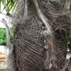 Trachycarpus Fortuneii 12 Trachycarpus Fortuneii -Future Forests Trachycarpus fortuneii 08