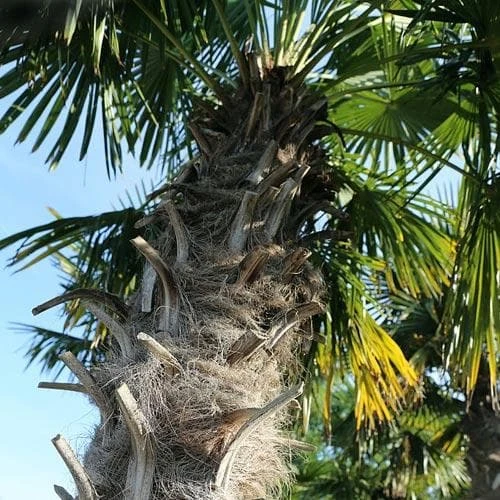 Trachycarpus Fortuneii 7 Trachycarpus Fortuneii - Image 7