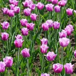 Tulip Arabian Mystery 5 Tulip Arabian Mystery -Future Forests Tulipa Arabian Mystery 03