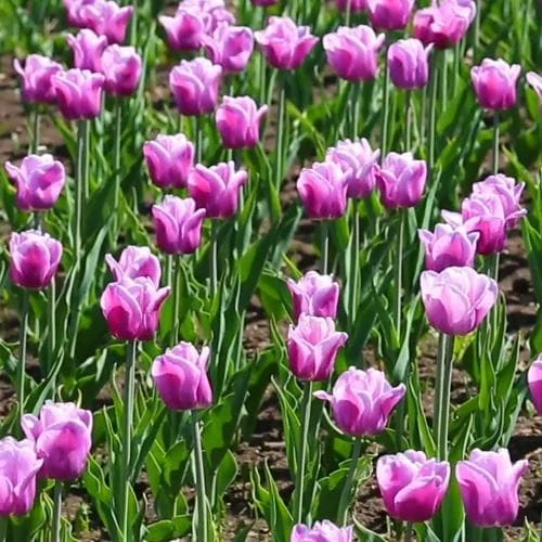 Tulip Arabian Mystery 3 Tulip Arabian Mystery - Image 3