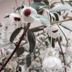 Ugni Molinae Flambeau 8 Ugni Molinae Flambeau -Future Forests Ugni molinae Flambeau01