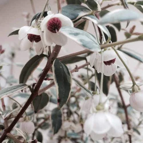 Ugni Molinae Flambeau 3 Ugni Molinae Flambeau - Image 3