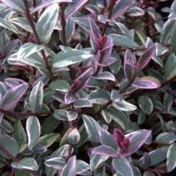 Ugni Molinae Flambeau 9 Ugni Molinae Flambeau -Future Forests Ugni molinae Flambeau03