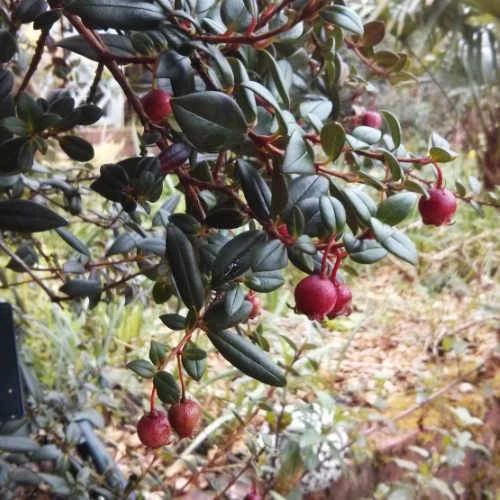 Ugni Molinae Flambeau 5 Ugni Molinae Flambeau - Image 5