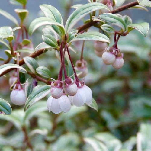 Ugni Molinae Flambeau 6 Ugni Molinae Flambeau - Image 6