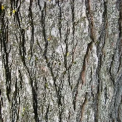 Ulmus Sapporo Autumn Gold - Golden Elm -Future Forests Ulmus Sapporo Autumn Gold 04