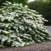 Viburnum Plicatum Shasta