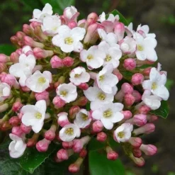 Viburnum X Burkwoodii Anne Russell 12 Viburnum X Burkwoodii Anne Russell -Future Forests Viburnum x burkwoodii Anne Russell 04