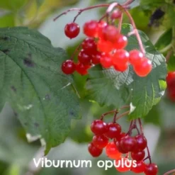 Native Wildlife Fruiting Hedge Mix 25 Native Wildlife Fruiting Hedge Mix -Future Forests Viburnum Opulus