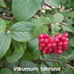 Native Wildlife Fruiting Hedge Mix 24 Native Wildlife Fruiting Hedge Mix -Future Forests Viburnum lantana 27b96490 2150 4ee6 b632 cd714cfe6a2f